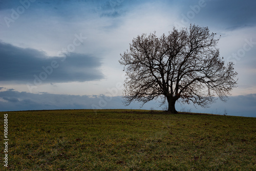 The lonely tree, near Marinka village, Bulgaria photo