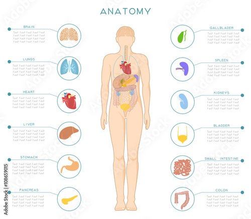A medical poster with the human anatomy and internal organs.