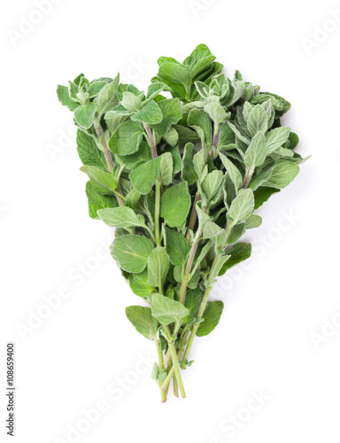 Fresh garden oregano herb