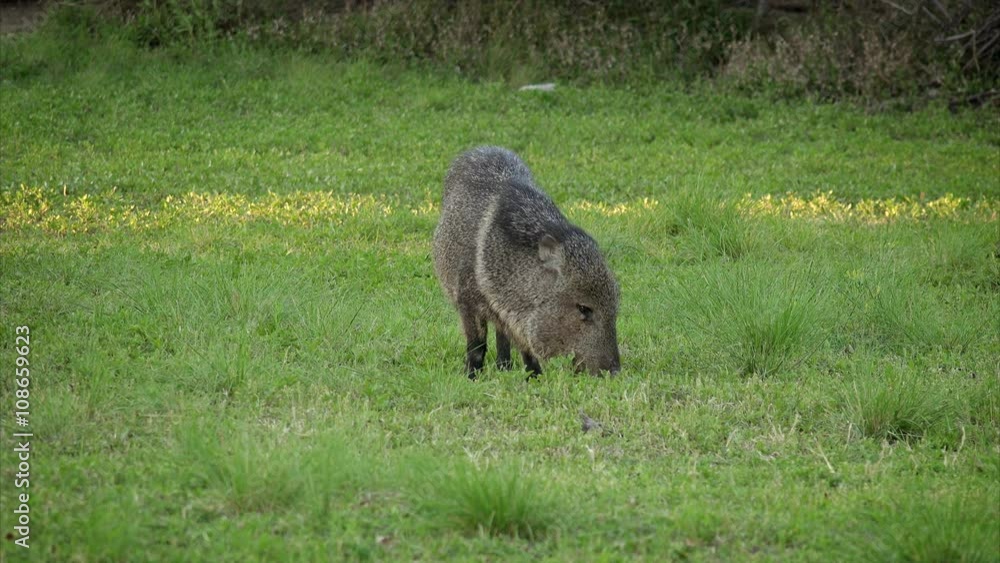 Wild Javelina eats grass in Big Bend National Park, Texas Wild Javelina eats grass in Big Bend National Park, Texas