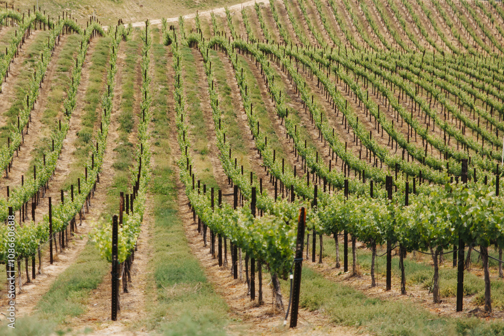 Grape vineyards for wine making in California