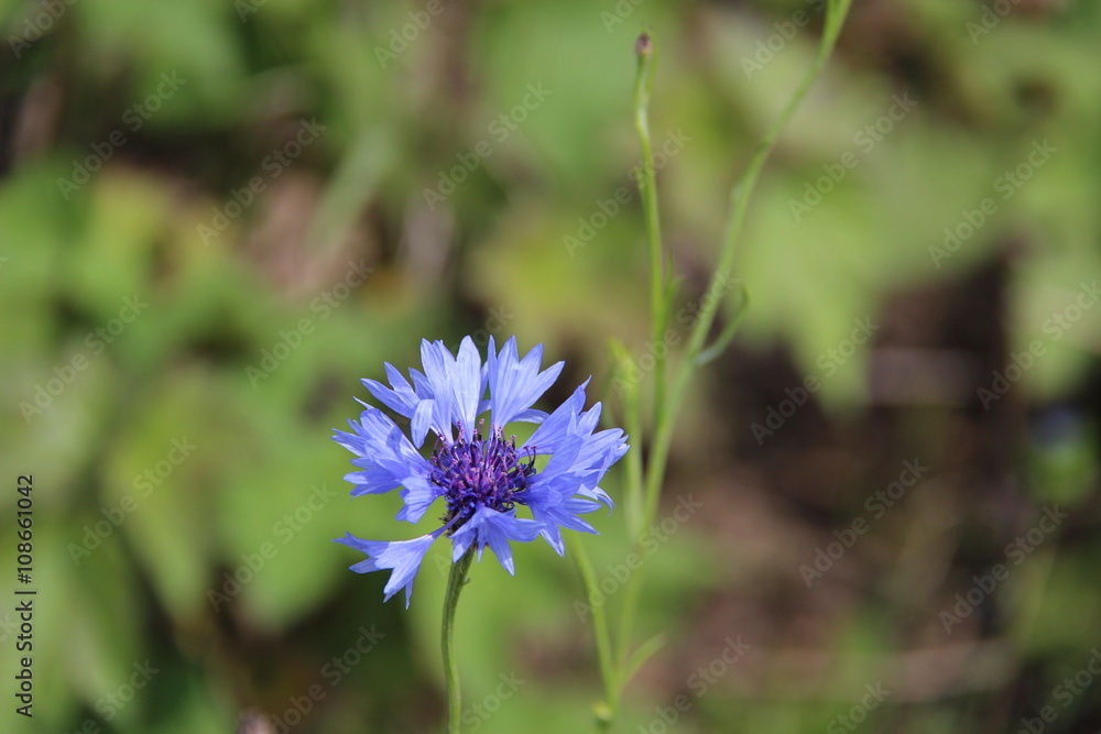 Bleuet des champs Bleuet des champs