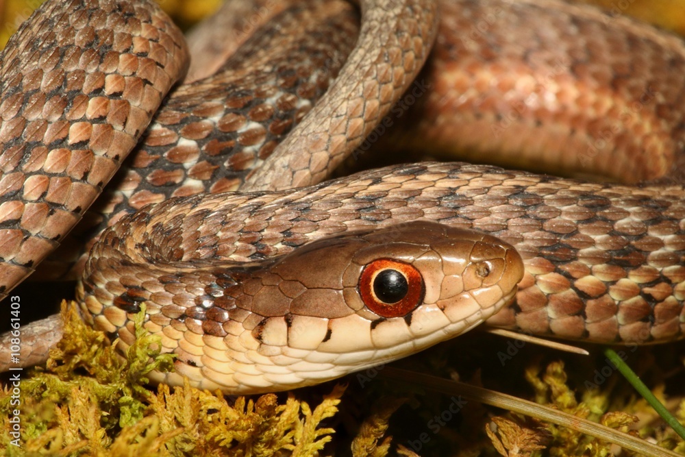 Obraz premium Baby Garter Snake (Thamnophis sirtalis)
