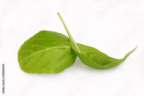 Fresh leaf of basil close-up isolated on a white background.