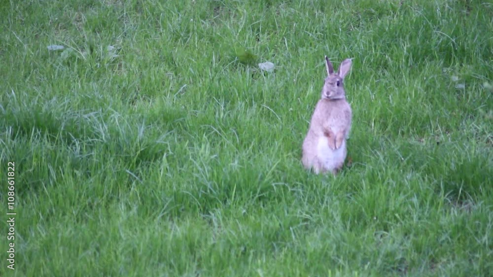 aufmerksamer Hase auf dem Rasen beim Fressen und putzen Stock-video ...