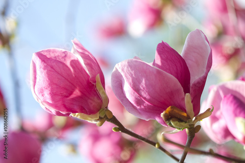 Magnolia flowers blossom © Farmer