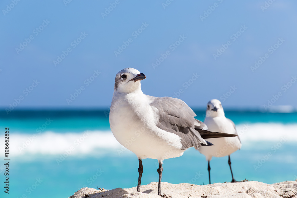 Two seagulls on sandy beach