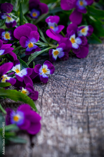 Beautiful fresh heartsease on wooden board