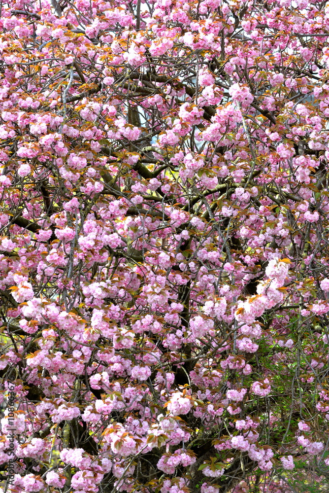 Cerisier du Japon, fleurs
