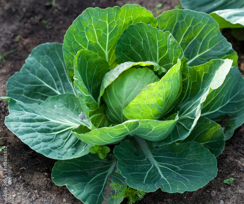 White head cabbage on the field White head cabbage on the field