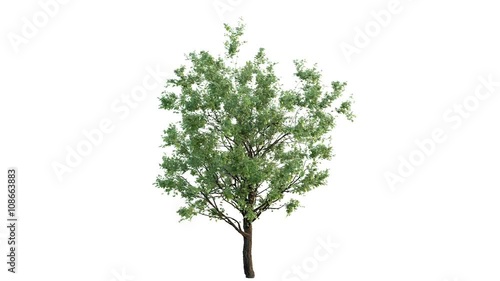 Growing tree on white (with alpha matte, full hd) 