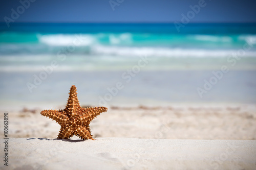 Starfish on caribbean sandy beach