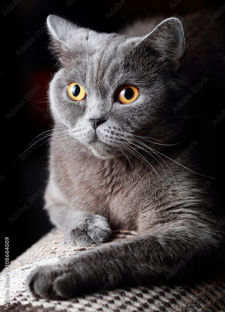 портрет британской кошки