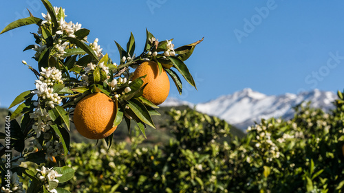 Orangenhain in Westkreta (in Fournés) mit Lefka Ori im Hintergrund