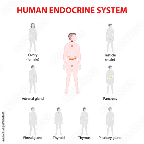 Human silhouette with endocrine glands. icons set