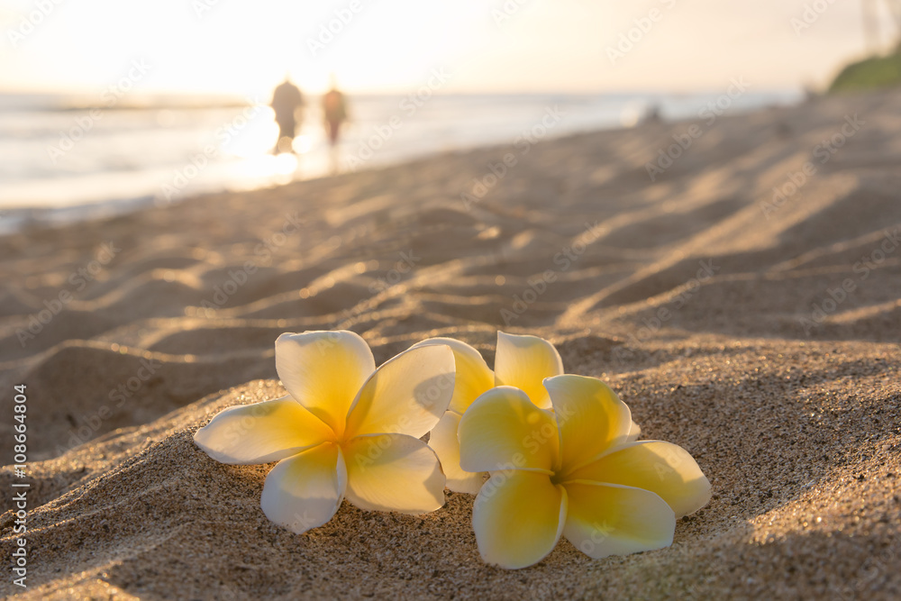 Plumeria flowers on the shore on sunset beach with golden sunlight and