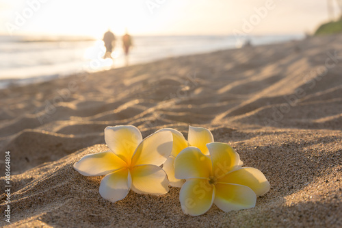 Plumeria flowers on the shore on sunset beach with golden sunlight and couple