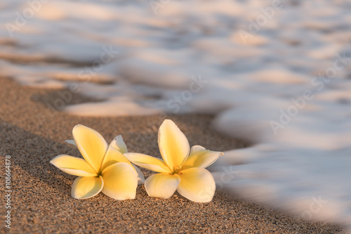 Plumeria flowers on the shore with blurry foam wave