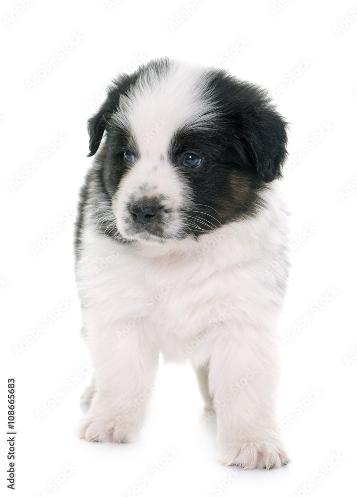 puppy asutralian shepherd