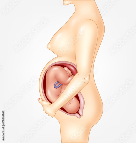 Normal Pregnant female ready to give birth