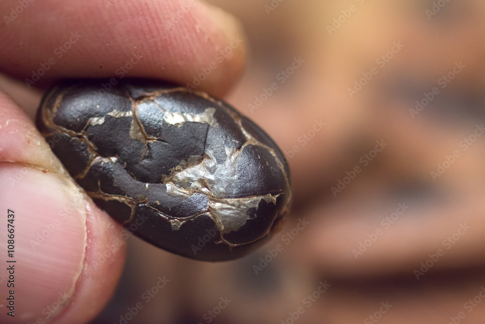 Fototapeta premium Macro closeup dark cacao bean