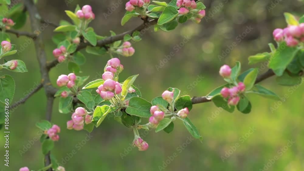 Apple-tree twig with flowers blossom moving from the wind Apple-tree twig with flowers blossom moving from the wind