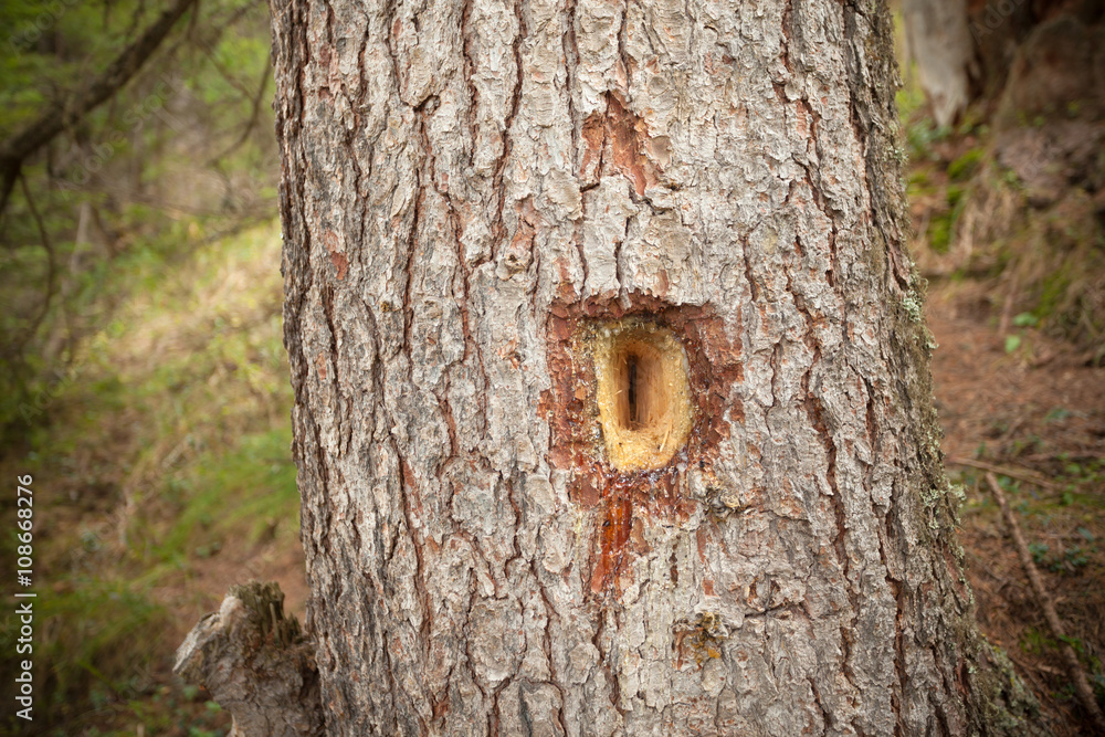 Fototapeta premium woodpecker sign over a pine tree in the forest