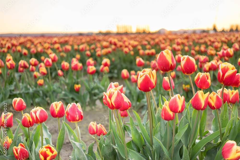 Red Yellow Tulips Bend Towards Sunlight Floral Agriculture 