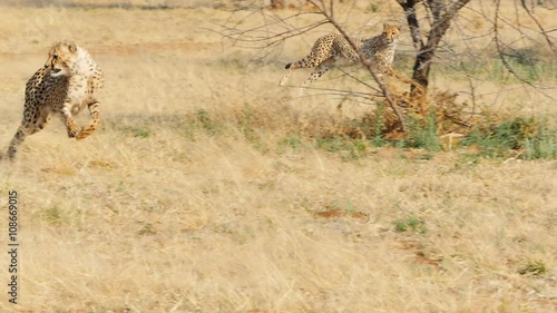 cheetah running in the wild bush savanna slow motion tracking shot