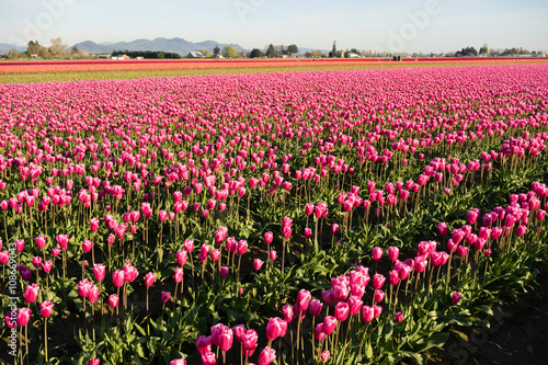 Pink Tulips Sunlight Floral Agriculture Flowers Skagit Valley