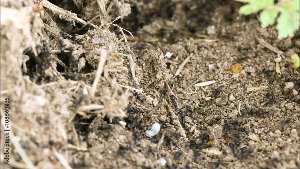 Close up ant working. Black Ants traffic. Close up ant working. Black Ants traffic.