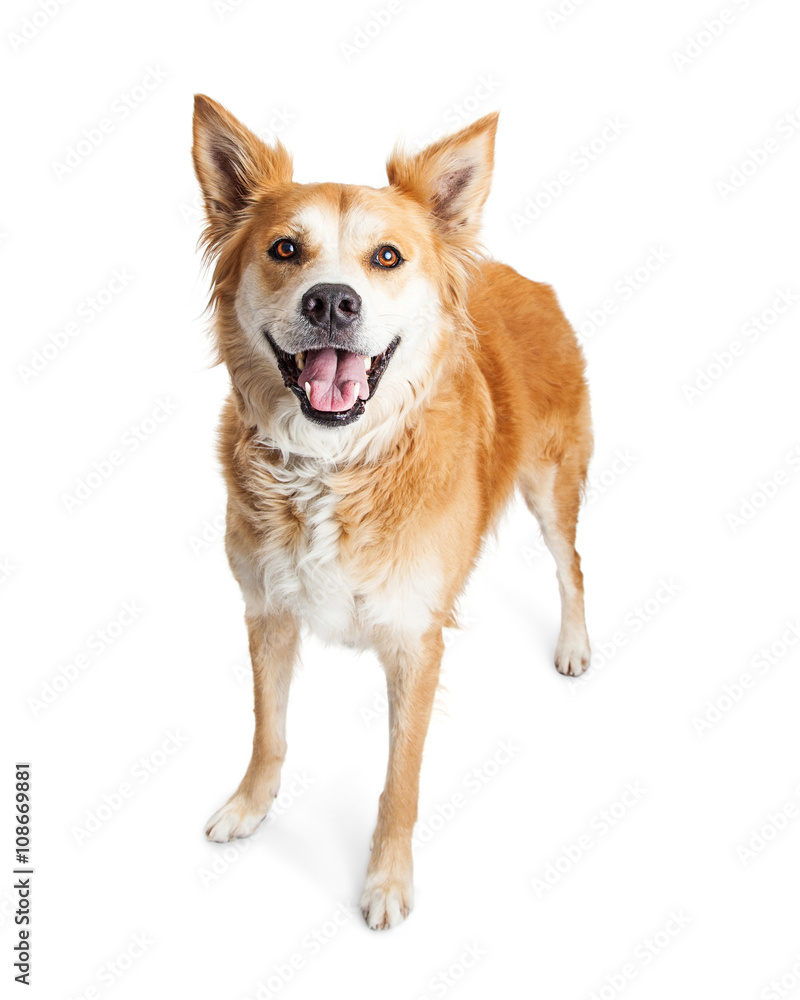 Happy Yellow Crossbreed Dog Standing