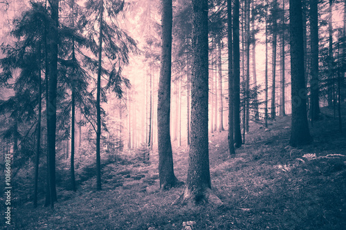 Beautiful pink colored dreamy conifer forest. Color filter effect used.