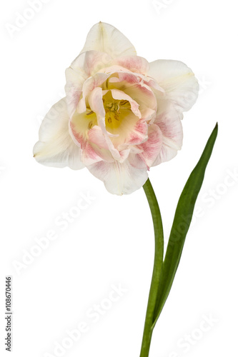Flower tulip, isolated on white background