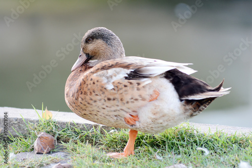 Wald mallart duck photo