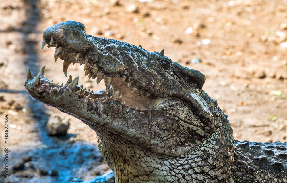 Naklejka premium Attack crocodile. Cuban Crocodile (crocodylus rhombifer).