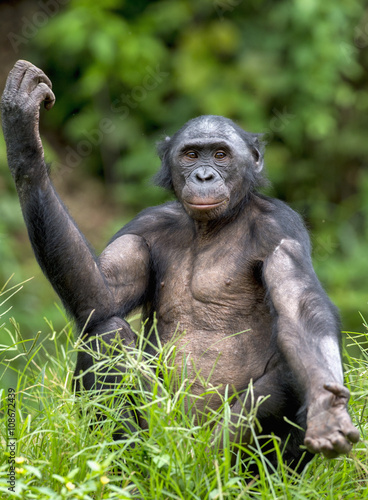 Chimpanzee Bonobo sits with the raised hand on a grass. short distance  close up. The Bonobo   Pan paniscus 