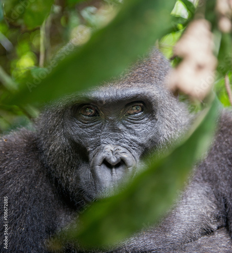 Portrait of a western lowland gorilla (Gorilla gorilla gorilla) close up at a short distance. Adult female of a gorilla in a natural habitat.