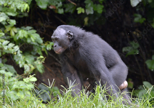 The close up  Bonobo in natural habitat. Green natural background. © Uryadnikov Sergey