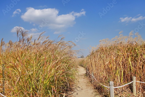 Landscape of grass meadow in autumn, soft focus