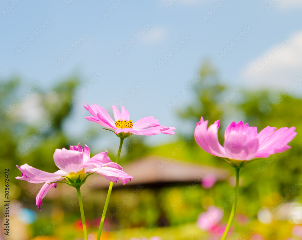 cosmos flower in garden cosmos flower in garden