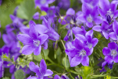 Beautiful campanula, viola flowers in the garden close up