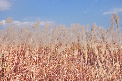 Landscape of grass meadow in autumn, soft focus