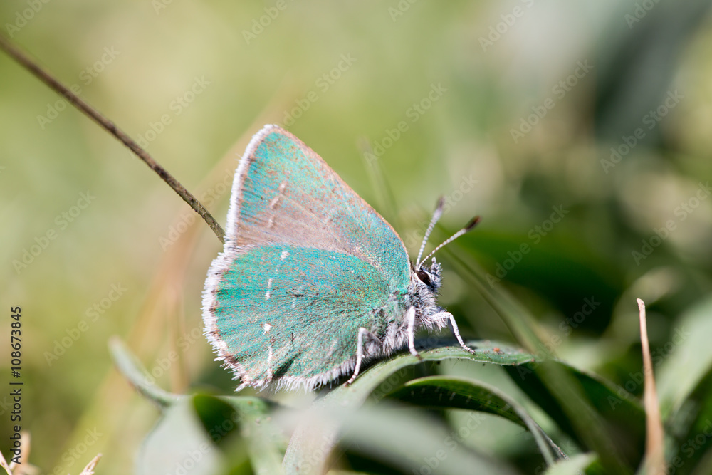 Obraz premium Coastal Green Hairstreak (Callophrys dumetorum) camouflaged. Mendocino County, California, USA.