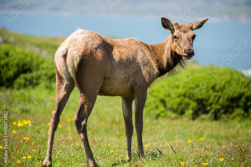 Tule Elk (Cervus canadensis nannodes) bull with new antlers looking back in alert. Tomales Point, Point Reyes National Seashore, Marin County, California, USA.