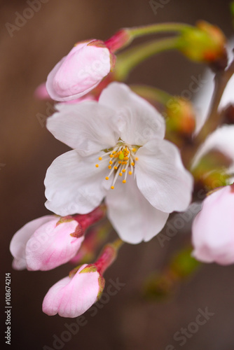 蕾に囲まれた一輪の桜の花 春といえばサクラ、なんともかわいらしい花だ。