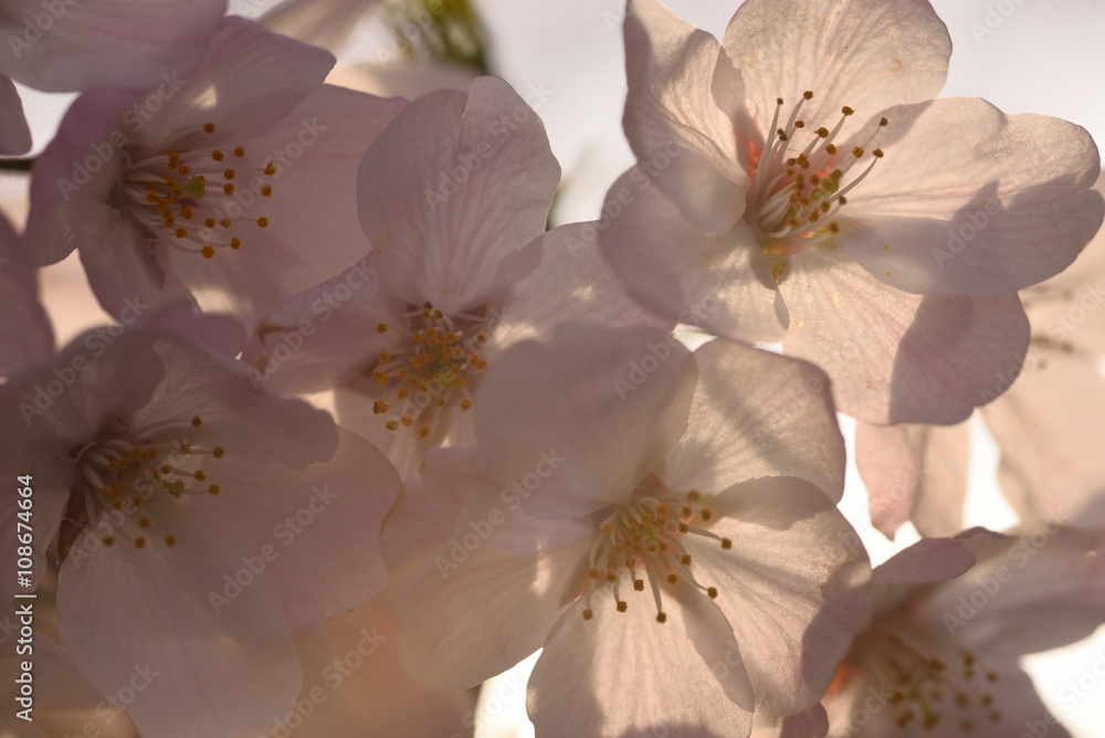 逆光に透ける桜の花 春といえばサクラ なんともかわいらしい花だ Stock Photo Adobe Stock