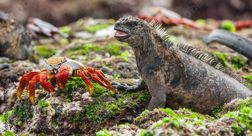 The Marine Iguana (Amblyrhynchus cristatus) on the stony lava coast.