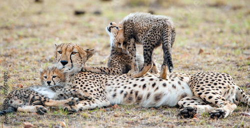 The female cheetah with cubs. The family of cheetah (Acinonyx jubatus)