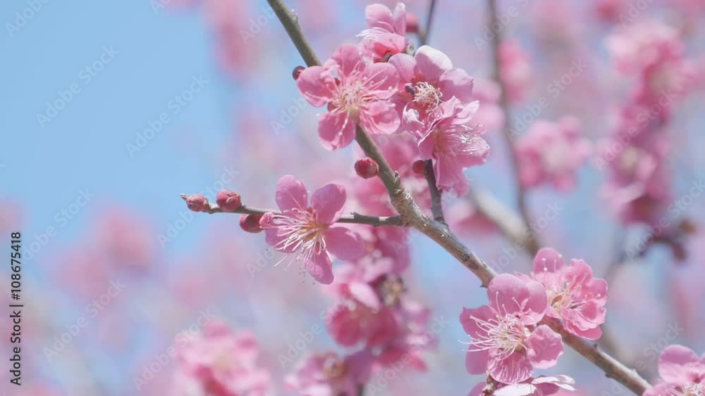 Japanease Red Plum,in Showa Memorial Park,Tokyo,Japan,Filmed in 4K Japanease Red Plum,in Showa Memorial Park,Tokyo,Japan,Filmed in 4K